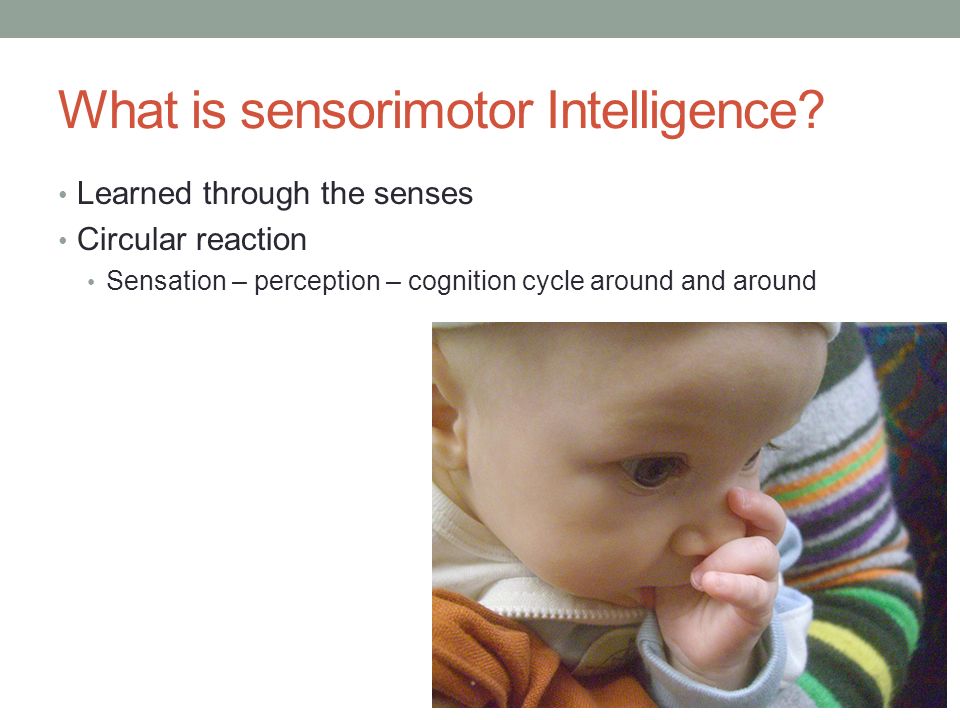 Sensorimotor definition cheap